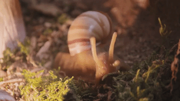 episode 5 snail GIF by Portlandia