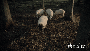 Sheep Foursome GIF by Swamp