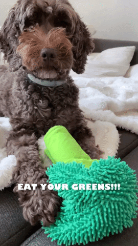 Dog Eat Healthy GIF