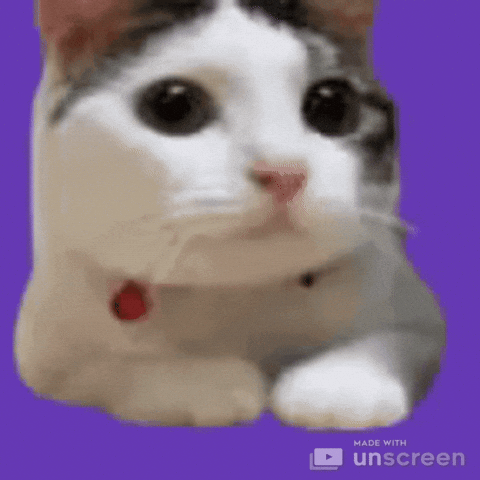 Top funny Cats Gifs of the Day by @aaaahhhh Laugh for life :) — Steemit