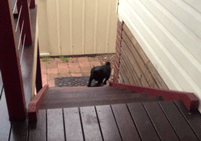 Featured image of post Dog Jumping Down Stairs Gif The dog runs down the stairs