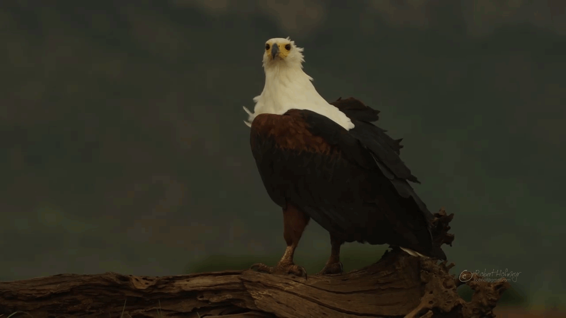 gif wallpaper eagle