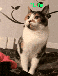 CrazieR me vs life GIF