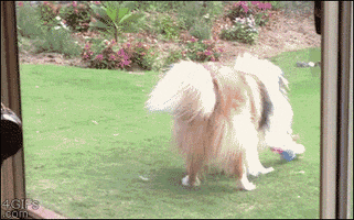 dog collie GIF