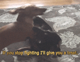 Dogs Stop Fighting GIF by America's Funniest Home Videos
