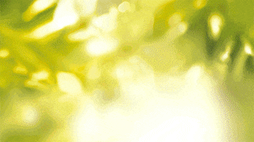 lucasrosa  GIF