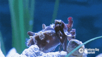 flamboyant cuttlefish tentacles GIF by Monterey Bay Aquarium