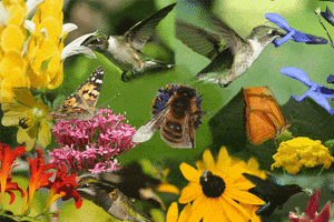 bird flowers GIF by Faith Holland