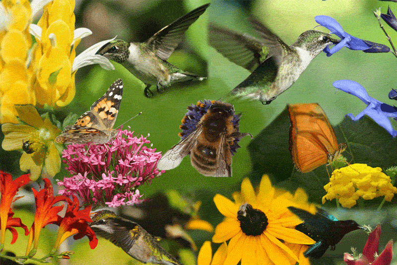 Bird Flowers GIF by Faith Holland - Find & Share on GIPHY