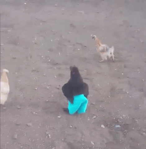 madisonmalonekircher  GIF