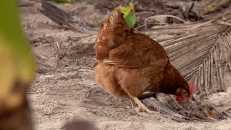 GIF przetrwania australijskiego Survivor
