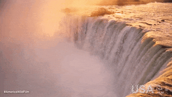 America Wild GIF by Go USA Kr