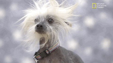 Bad Hair GIF door Nat Geo Wild