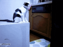 reddy  GIF
