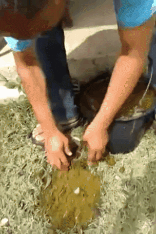 toha bull_shit_bucket_challenge GIF