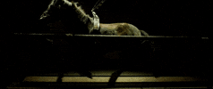 Raw Movie GIF by FocusWorld