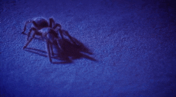 keep running spider GIF by Tei Shi