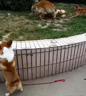 bwlub291amlhbmdaz21hawwuy29t  GIF