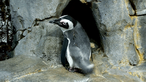 african penguin