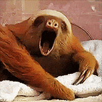 sloth yawn GIF