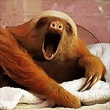 sloths meme gif