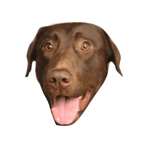 Valencia SEM Sticker