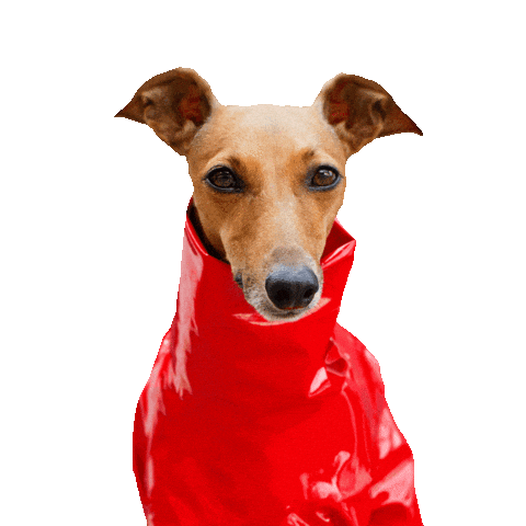 Italian Greyhound Britney Sticker by Iggy Joey