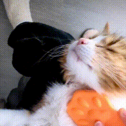 Cats Day GIF by BaileyCatCo