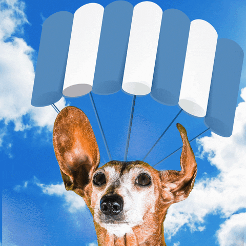 JumpConsulting dog puppy parachute sky diving GIF