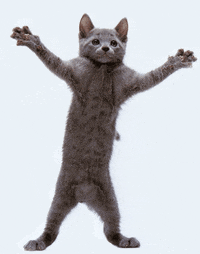 dancing cat animated gif