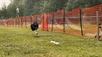 TVKC GIF