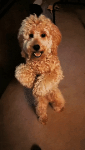 Dance GIF
