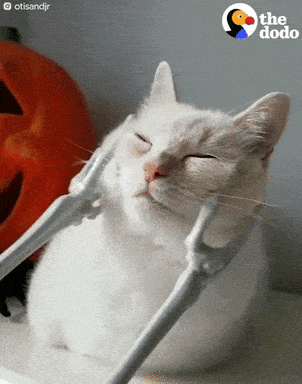 Giphy - Cat Relaxing GIF by The Dodo