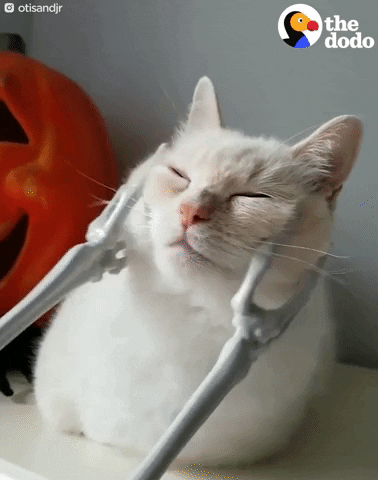 Cat Relaxing GIF by The Dodo - Find & Share on GIPHY