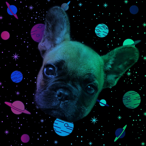 franchinibia dog rainbow space galaxy GIF