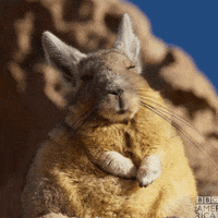 Planet Earth Marmot GIF by BBC America