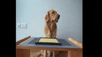 Golden Retriever Thank You GIF by WoofWaggers