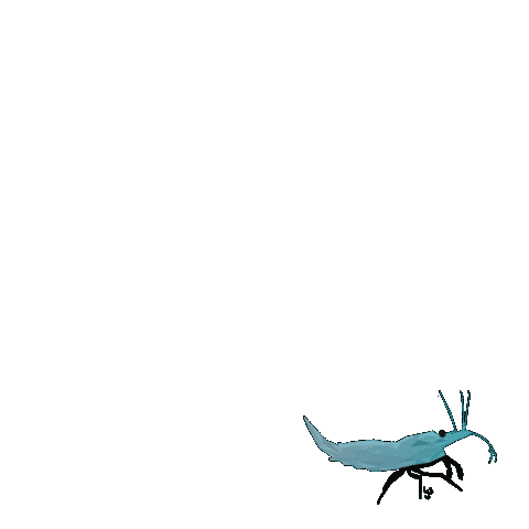 yourShrimp Sticker