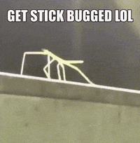 funny stick gif