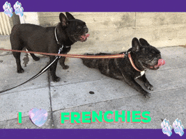 superchillpaws dog perro bulldog frenchie GIF