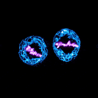 Human-cell GIFs - Get the best GIF on GIPHY Human-cell GIFs - Get the best GIF on GIPHY