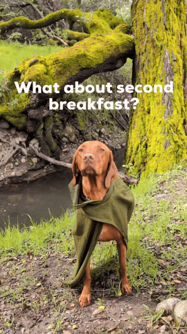 What About Second Breakfast GIF