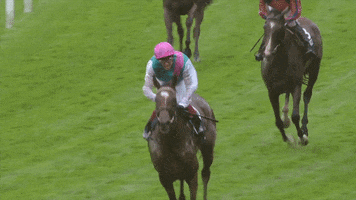 Horses Horse Riding GIF by World Horse Racing