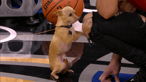 dog scooby GIF by NBA