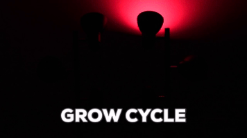 kevinkolasinski lightshows philipshue lightdj GIF