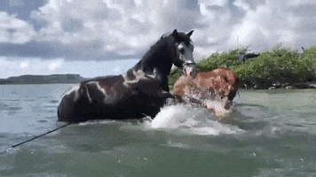 Funny Horse Water Fun GIF by Pippi's opvang