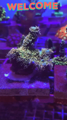 Walt Disney Tenuis GIF