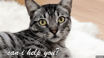 Annoyed Cat GIF by Alex Anderson