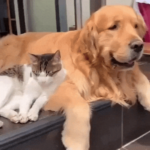 Dog And Cats GIFs - Get the best GIF on GIPHY