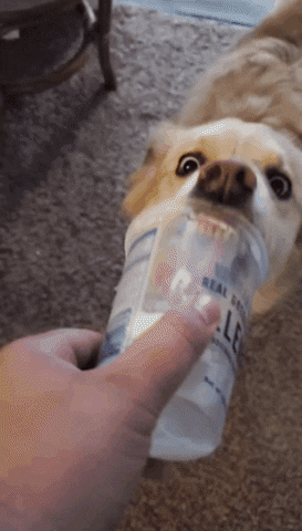 Dog GIF